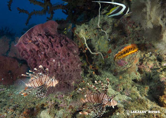 specificities Diving black coral Nosy Be
